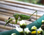 バッタを食べているカマキリ
